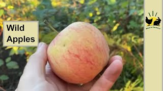 Wild Apple Picking While Hunting - Growing Your Own FOOD #Apples #ApplePicking #WildApples