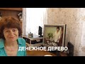 ДЕНЕЖНОЕ ДЕРЕВО Можно еще успеть отрезать веточку, прищипнуть и пересадить до зимы. часть1