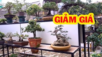 Cây nhập ngoại và những cây có độ nét cao giảm giá - bonsai trees is cheap, pine