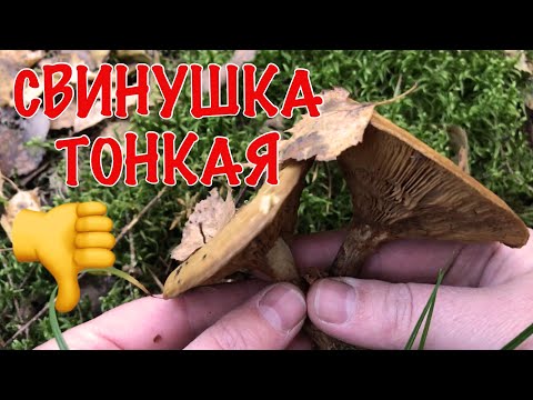 Свинушка тонкая убивает незаметно. Показываю, что должен знать каждый грибник