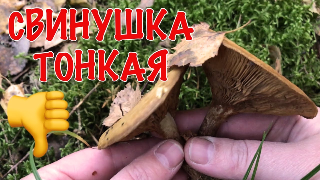 Свинушка тонкая убивает незаметно. Показываю, что должен знать каждый грибник