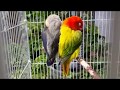 Harga Burung Lovebird Biola Euwing