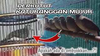 Memilih perkutut katuranggan mujur di ombyokkan dan contohnya