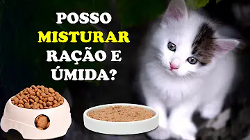 Como melhorar a ração do gato?