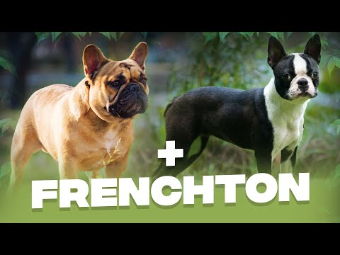 Video: Is de Boxer of de Boston Terrier voor jou?