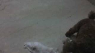 JoJo家族成長記錄20100522-5