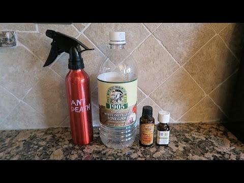 Natural Ant Control With Essential Oils - DIY Ant Spray
