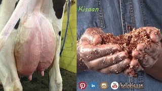 यह फीड खिलने से गाय देगी 50 लीटर दूध  || संतुलित पशु आहार || Balanced Cow feed || Hello Kisaan screenshot 3