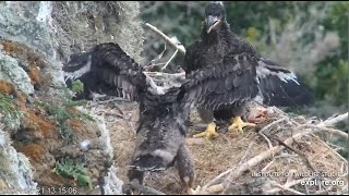 West End ~ Triplets Get Their Names! Starting To Wingercise 🐥 🐥🐥Treasure (WE2) Is On A Roll! 4.21.24