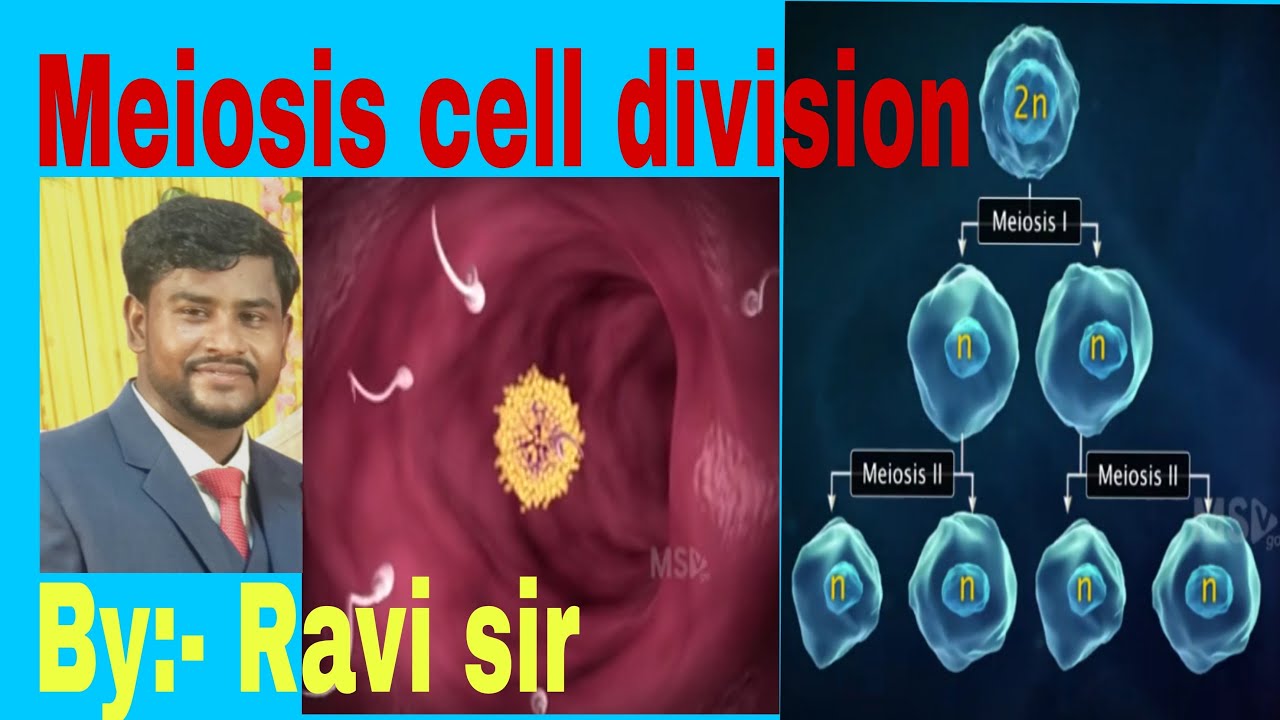 Meiosis Cell division By Ravi Sir.//. - YouTube
