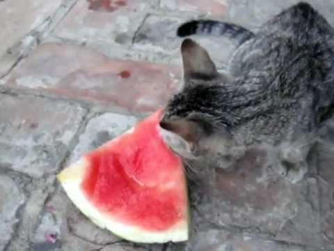 Videó: Mi A Teendő, Ha A Macska Nem Eszik Macskaeledelt