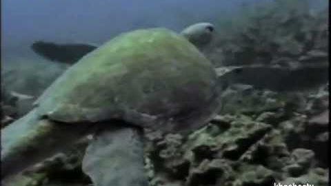 HÀNH TRÌNH CỦA RÙA BIỂN