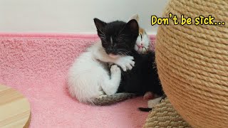 The Rescued Kitten Wants To Protect Her Sick Sibling