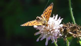 Бабочка. Шашечница Дидима ( Melitaea didyma )