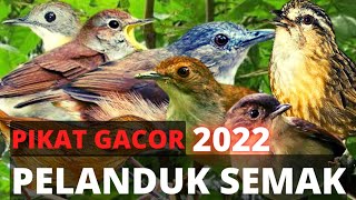 Suara Pikat Burung Pelanduk Semak Jantan GACOR dijamin AMPUH