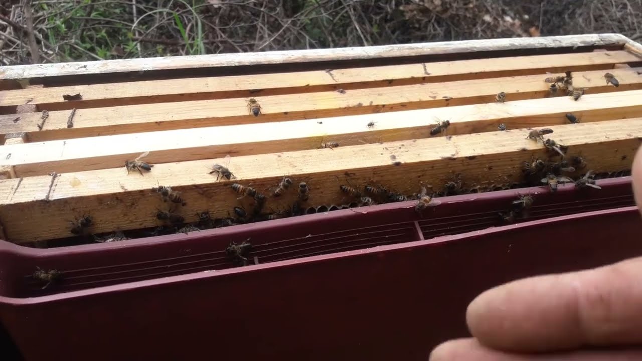 هل النحل يبني اطارات شمع الاساس في هذا الوقت ام لا / شهر جوان
