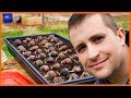 The Amazing Thing About Chestnut Seedlings