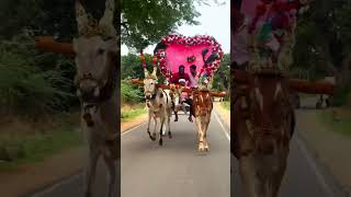 💕ಹೋರಿ ಪ್ರೇಮಿ💕#kannada video#public