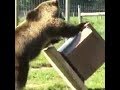Что делать как спасти пасеку от Медведя