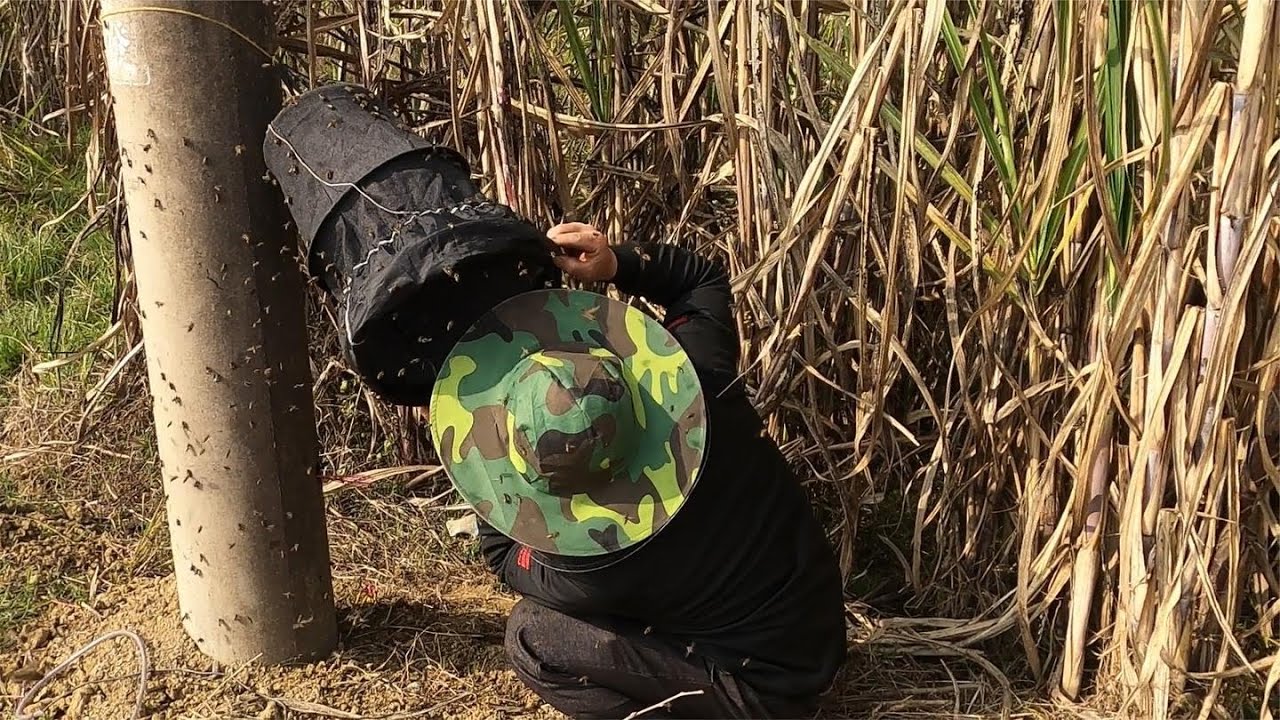 电线杆里藏一窝野蜂，农村大哥用妙招抓蜂王，结果眼界大开了