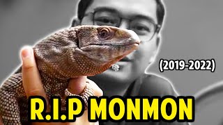 Selamat Jalan Monmon Maafin Kita Ya  Rip Savannah Monitor