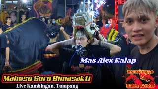 MAS ALEX KALAP MBEROT‼️ MAHESO SURO BIMA SAKTI Live Kambingan Tumpang