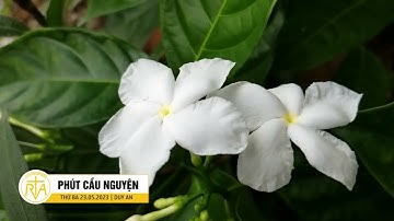 Phút Cầu Nguyện, Thứ Ba 23/05/2023: Ước mơ của Mẹ