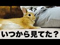 お父さんに甘えているところを、最初からお母さんに見られていたうさぎ