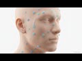 Homeostasis — How Your Body Stays in Balance
