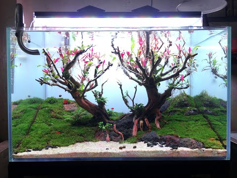 SETUP Bể thủy