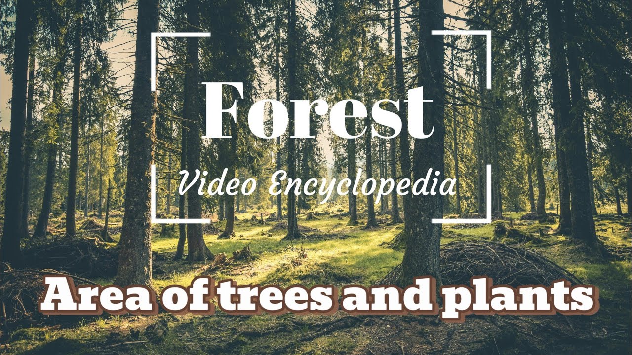 Forest - Area of trees and plants (Video Encyclopedia)