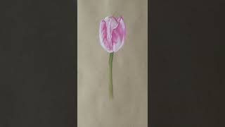 Бело-розовый тюльпан. Масляная пастель