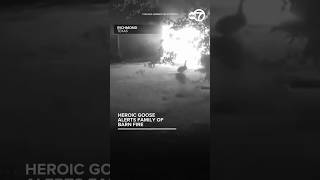 Heoric goose alerts family to barn fire