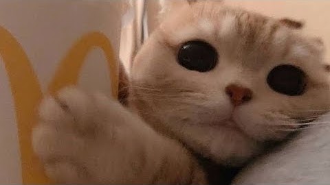 لقطات بلوب لعيون فايف😂🔥 #100 | blob mobile agario