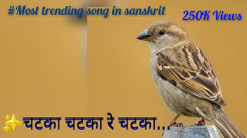 ✨Chatka chatka re chatka... 🥰 Chatka Chatka..🔥Sanskrit song