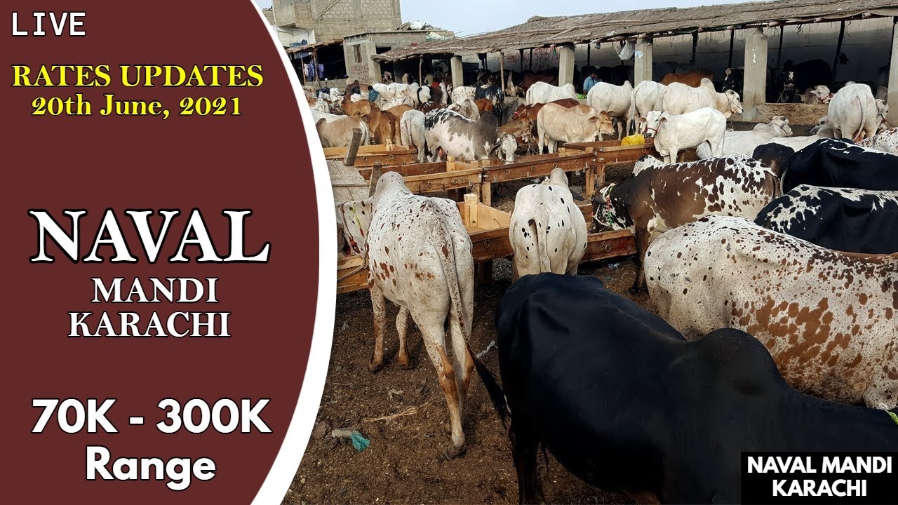 🔴 LIVE FROM NAVAL COW MANDI KARACHI 2021 | BAKRA EID 2021