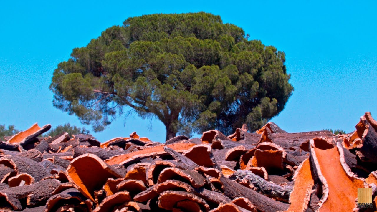 Kork: Ein Geschenk der Natur