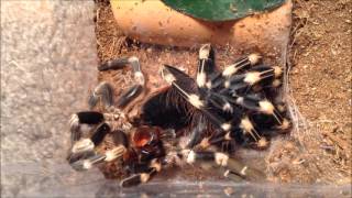 Nhandu Chromatus Molting In Time-Lapse