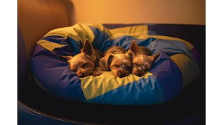 Quiet Time for Paws: Soft Music Designed for Dog Sleep & Serenity