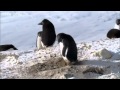 Criminal penguins  frozen planet