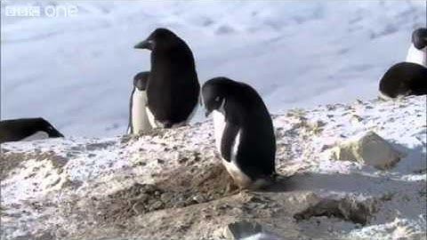Criminal Penguins - Frozen Planet