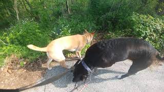 Does your dog do this after peeing Day 54