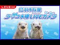 鳥羽水族館ラッコ水槽ライブカメラ  TOBA AQUARIUM SEA OTTER LIVE CAMERA
