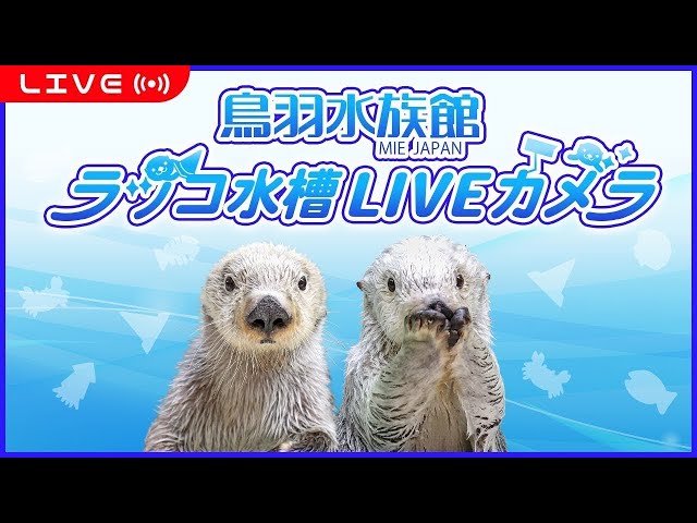 鳥羽水族館ラッコ水槽ライブカメラ  TOBA AQUARIUM SEA OTTER LIVE CAMERA のサムネイル