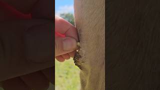Satisfying skin pick, picking horse chestnut removal #oddlysatisfying #bfrb #horse #equineskincare