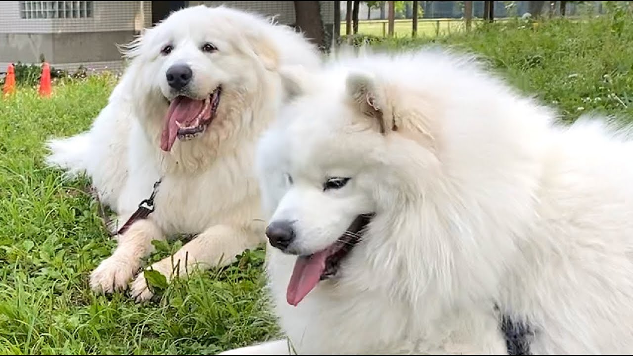 サモエド犬 グレートピレニーズに会ったよ Youtube