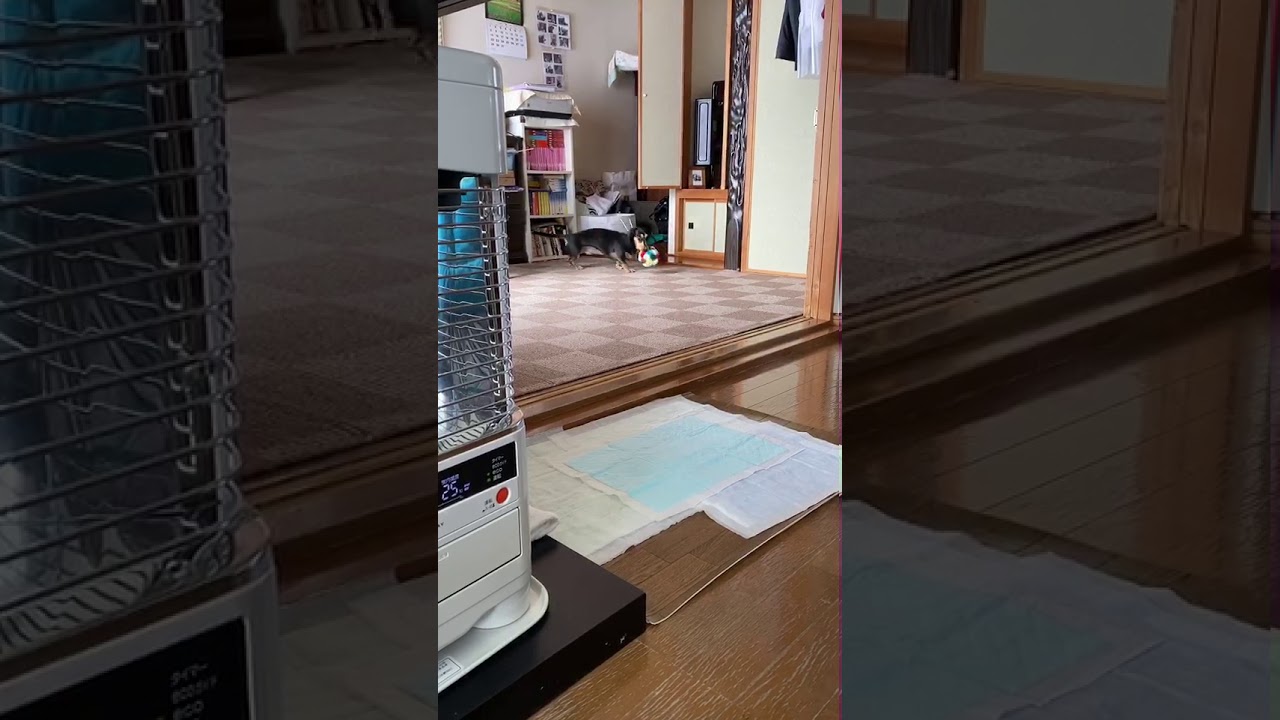 妻らかの動画に癒される
