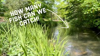 How many fish can we catch out of the tiny stream!