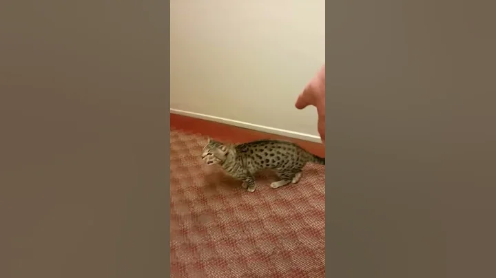 Video 985811: savannah bengal, bengal mix, breeds savannah