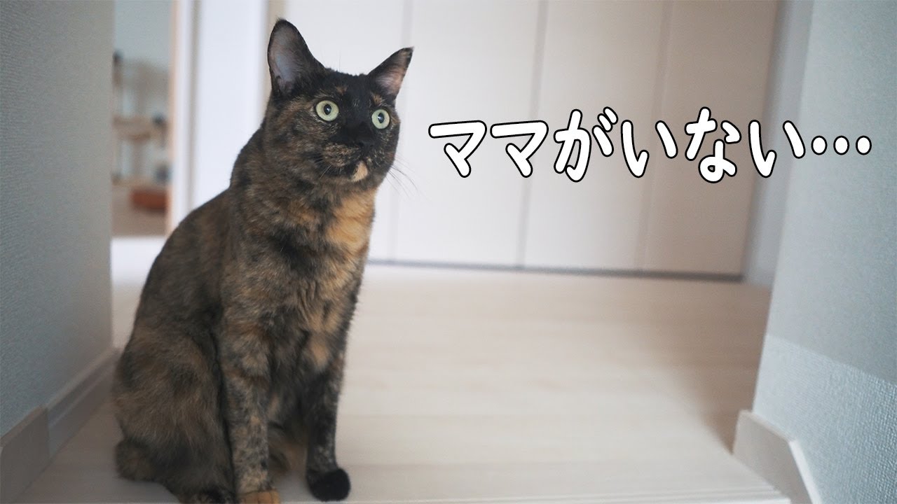 猫対策に壁紙の爪とぎ防止シートを貼るパパとママを見守る猫達 Youtube